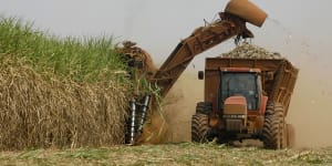 Despite outrage over fires,Brazil allows sugar cane farming in Amazon