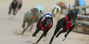 End of the race:With greyhound racing to shut down in NSW,what's to become of Wentworth Park?