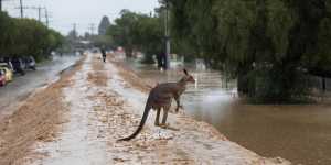 A kangaroo jumps Echuca’s makeshift levee that held up on Sunday night despite heavy rain.