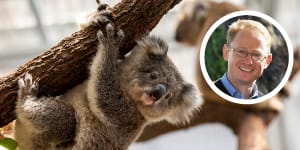 A Nationals MP on an inquiry into koalas backed findings that habitat had to be conserved,raising questions over why his party threatened the government over the issue. 