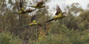 Rare Regent parrots in flight at Raakajlim.