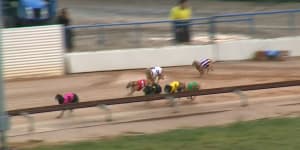 'Carnage':Greyhound industry slammed after dog death south of Perth