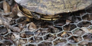 Heroes in a half shell:How Canberra's turtles could help solve the carp problem