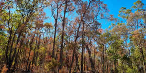 Drying and dying:South West forests face potential ‘collapse’