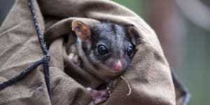Conservationists have successfully bred a Leadbeater’s possum of mixed genetic origins,in a world first.