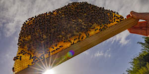 Bees are not just useful for pollinating plants and producing honey,they are good for our wellbeing as well.