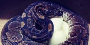 Snake mystery as old lady python lays seven eggs without male help