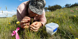 Bronwyn Ayre doing seed collection for the mignonette leek orchid (Prasophyllum morganii). MUST CREDIT Photo by Tobias Hayashi. For story by Miki Perkins