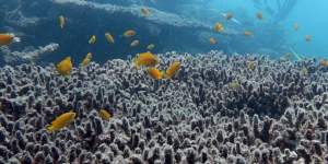 Coral bleaching on the Great Barrier Reef,September 2024