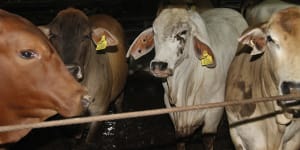 Cattle at an abattoir in Tanggerang,Banten province,Indonesia