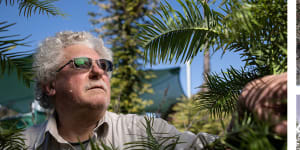 Wollemi Pine:It started with 100 plants in a secret Sydney canyon – now they’re popping up all around the world