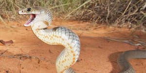 Myth busted:CSIRO says Australia's snakes are not the world's deadliest