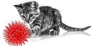 Cats could be a risk from bird flu. 