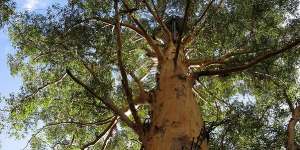 People climbing the 60m-high Gloucester Tree in Pemberton,Western Australia.