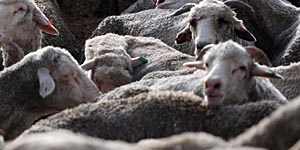 Meat processor,exporter offer to take 60,000 WA sheep left in limbo