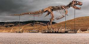 “Gus” is one of the largest and most complete Tyrannosaurus rex specimens ever discovered. 