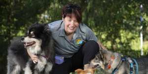 Researcher and dog trainer Melissa Starling with Kivi the Finnish lapphund (left),Kestral the Portuguese podengo and Erik the Tall,a Swedish vallhund. 