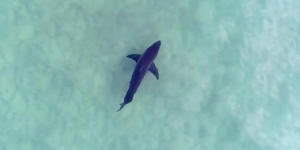 Spotting sharks,like this one photographed with his drone,has lessened Jason Iggleden’s fear of them.