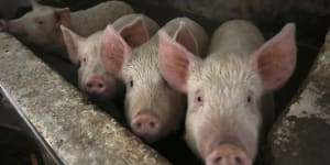Pigs can transmit foot and mouth disease if fed animal products. 