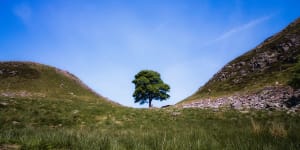 ‘Outpouring of love’:Part of felled Sycamore Gap tree to go on display