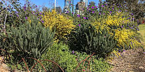 The woody meadow at Birrarung Marr,Melbourne was one of two pilot plots planted nine years ago