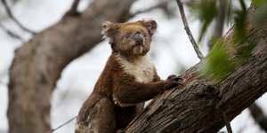 Koala habitat was devastated in the 2019-20 Black Summer bushfires. The federal Environment Minister Sussan Ley says a new population census is needed to help the species recover. 