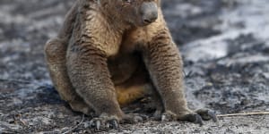 Fires wiped out vast areas of koala habitat in northern NSW and south-east Queensland,and the status of local populations may be escalated from vulnerable to endangered. 