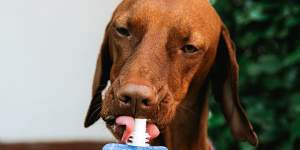Golp sells dog-friendly yoghurt with twist-off caps.