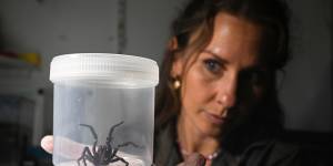 The Australian Reptile Park expects a spike in Sydney funnel-web numbers.