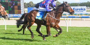Horse dies after fall during feature race at Warrnambool