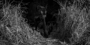 Blink and you’ll miss it – the famed black leopard.