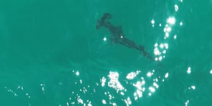 Hammerhead shark spotted off Palm Beach