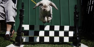 Bunnies make a leap of faith on way to the finish