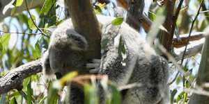 A koala spotted on Ormiston College campus.