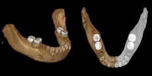 Chinese fossil sheds light on mysterious Neanderthal kin