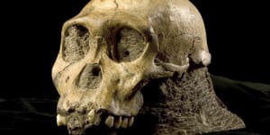 South Africa may be the original home of humankind after all