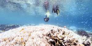 Labor misses burning issue on UNESCO’s ‘in danger’ rating for Great Barrier Reef
