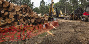 The Department of Energy,Environment and Climate Action is conducting what it calls “debris removal” operations in the Wombat State Forest.