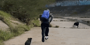 The would-be assailant being pursued dogs.