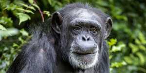 The western chimpanzee is critically endangered.