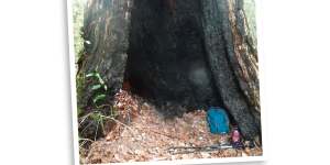 The tree hollow where Madeleine slept on the first night. 
