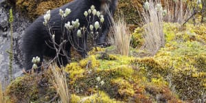 Imbabura province,Ecuador:Where to find the spectacled bears of South America