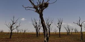 Birds nests - possibly for cormorants - sit in branches of trees in a dried-up region on the outskirts of Bourke in north-western NSW. 