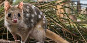 Before Harry Saddler puts down his pen,many quoll populations start to bounce back. 