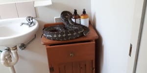 Gorged python chills in Brisbane family's bathroom