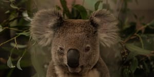 Koalas could be extinct in the wild before 2050 if their current decline is not stopped,a NSW parliamentary inquiry has found.