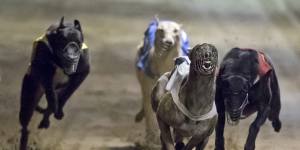 Dogs continue to be seriously injured,but the greyhound industry has government support.