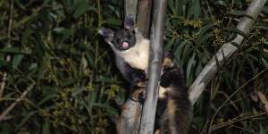 A yellow-bellied glider at Callala Bay,which are listed as vulnerable.