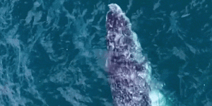 More whales are visiting Sydney out of season. Scientists debate why