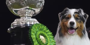 Australian shepherds are soaring in popularity – but are they doggone Aussies?